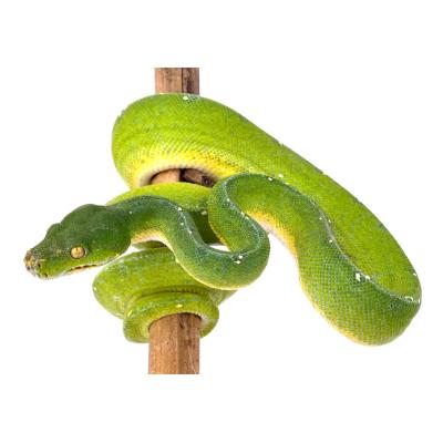 Morelia viridis Cyclop mâle