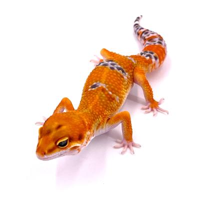 Eublepharis macularius Mandarin tangerine het albinos Bell mâle "J01"