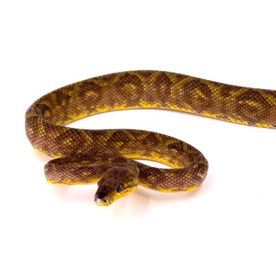 Corallus ruschenbergerii sub-adulte