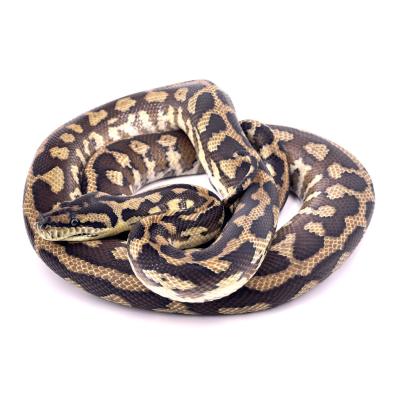 Morelia spilota variegata (harrisoni) femelle het granite axanthic