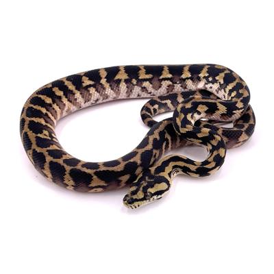 Morelia spilota variegata (harrisoni) 100% double het granite axanthic femelle 7