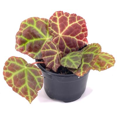 Begonia rajah pot 6 cm