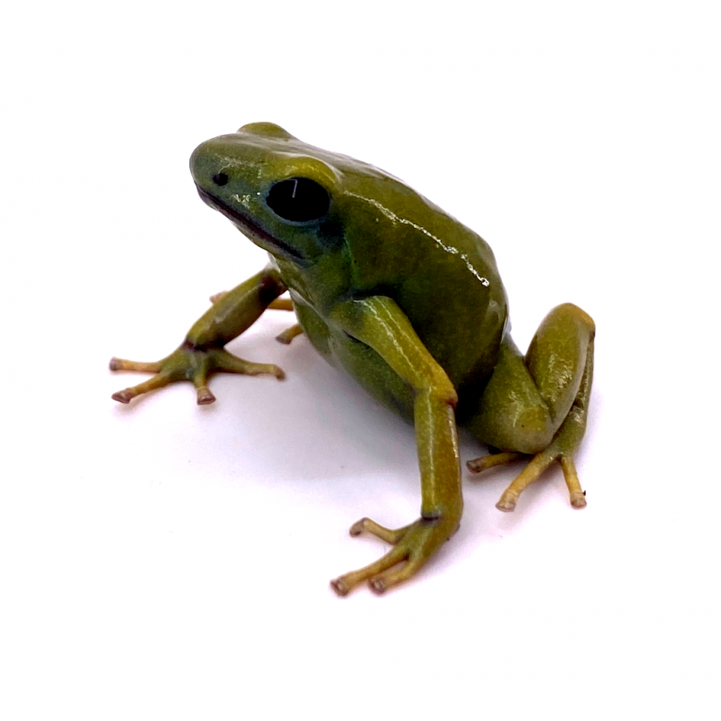 Dendrobates auratus 