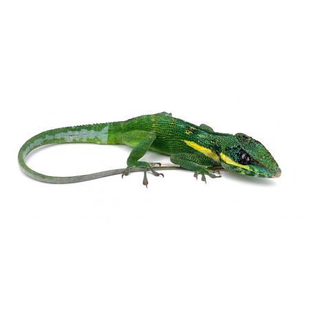 Anolis equestris (anolis géant de Cuba) - REPTILIS