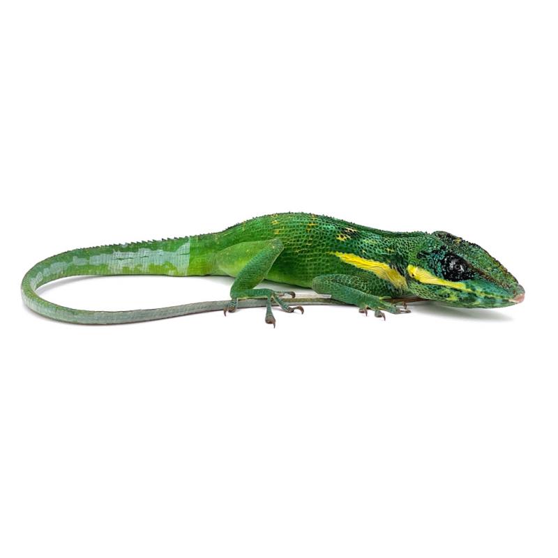 Anolis equestris (anolis géant de Cuba) - REPTILIS