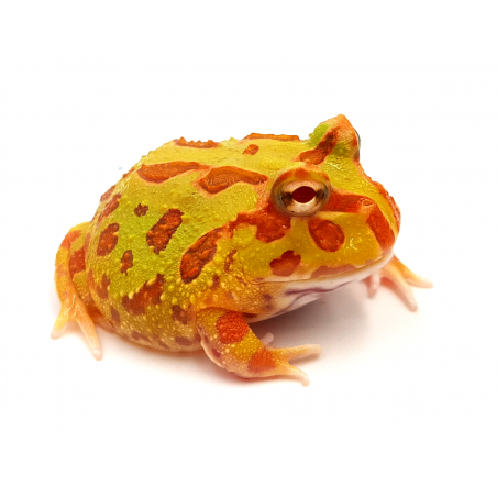 Ceratophrys cranwelli Albinos (Pacman) - REPTILIS