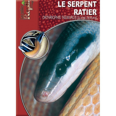 Le serpent-ratier - Orthriophis taeniurus - Les guides Reptilmag