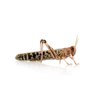 Criquets migrateurs (Locusta migratoria) - Petite boite