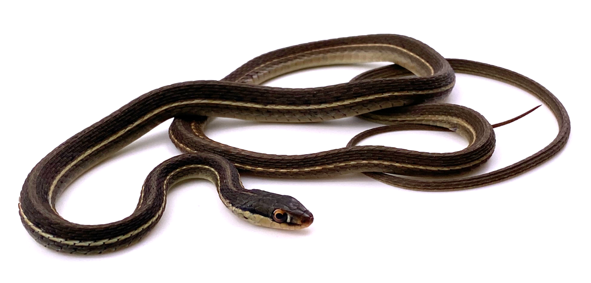 Thamnophis Sauritus Sackeni (Serpent Jarretière) - REPTILIS