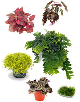 Plantes tropicales variées