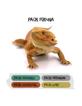 Packs Terrariums pour Pogona Vitticeps