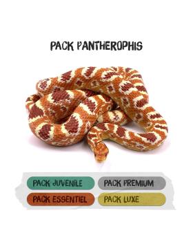 Packs Terrariums pour Pantherophis guttatus