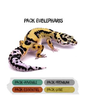 Packs Terrariums pour Eublepharis macularius