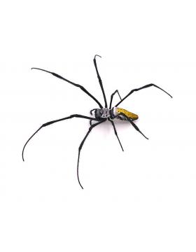 Peluche araignée - REPTILIS